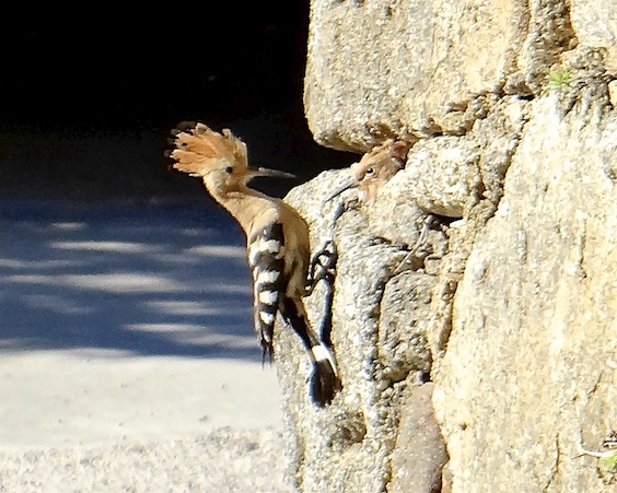 hoopoe feeding young